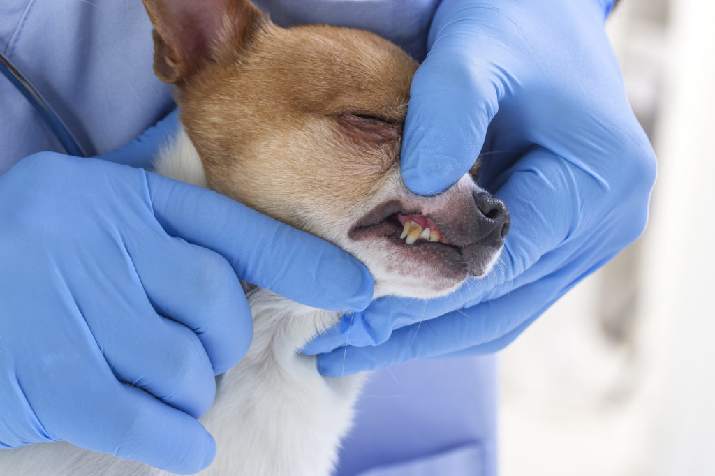 Consequences of Poor Dental Health in Dogs | Alexander Animal Hospital