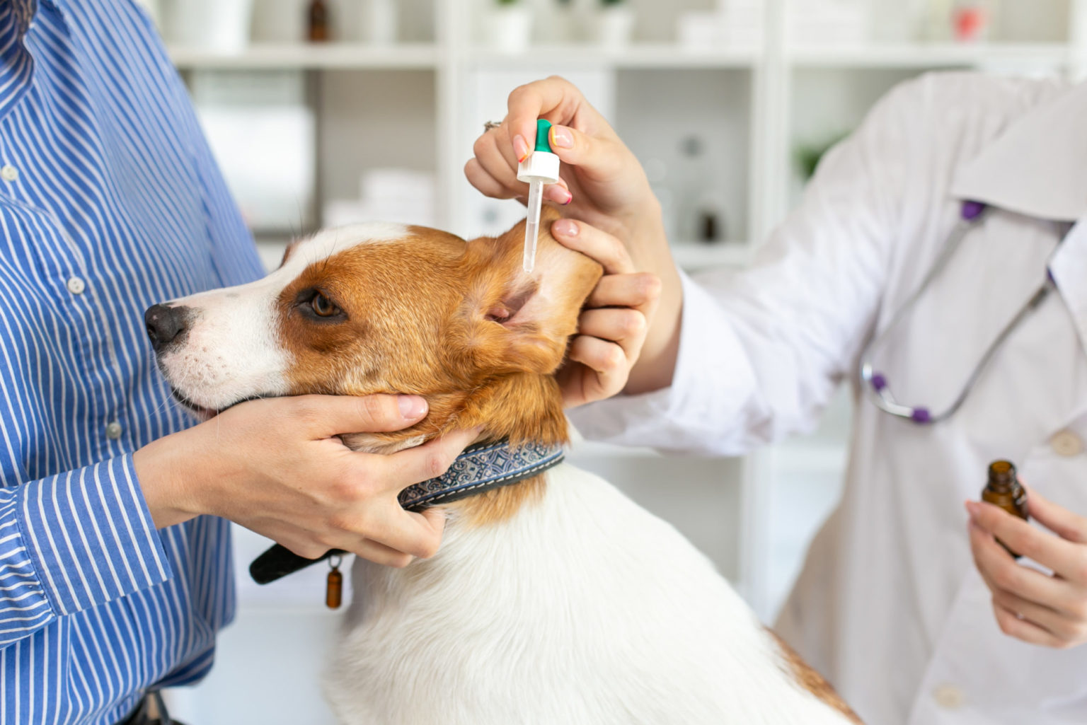 determining-if-your-dog-has-an-ear-infection-alexander-animal-hospital