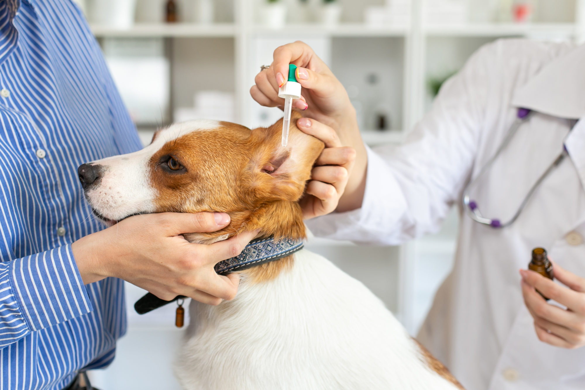 How To Tell When A Dog Has An Ear Infection