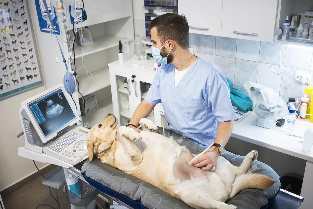 Understanding Pet Ultrasound Examinations | Alexander Animal Hospital