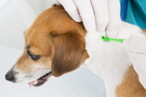 alexander animal hospital lyme disease in dogs