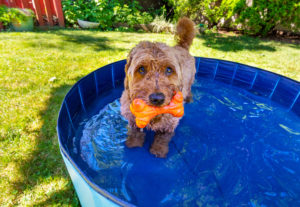 alexander animal hospital keeping your pet cool and safe