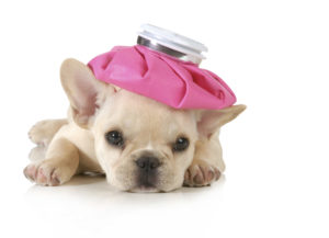 alexander animal hospital dogs can get colds