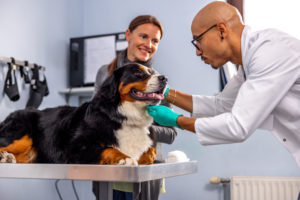 alexander animal hospital a bump on  your pet