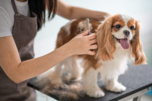 alexander animal hospital pet overgrooming