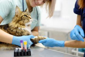 alexander animal hospital in-hospital diagnostic testing for pets