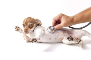 alexander animal hospital weight management in pets