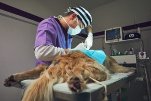 alexander animal hospital osteosarcoma in dogs