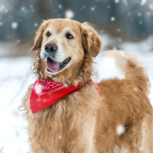 alexander animal hospital protect your pet in winter